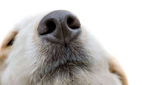 17_10_27-300-million-Odour-Receptors_860x485