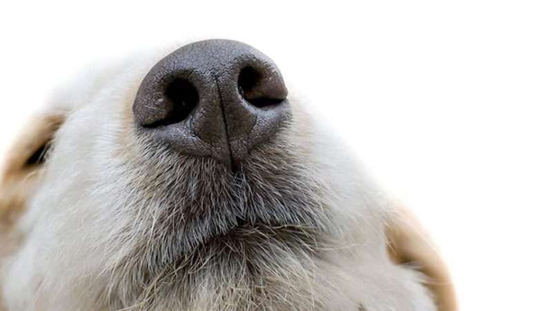 300 million odour receptors can’t be wrong