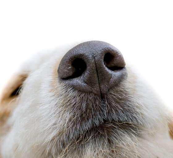 Dog unit to patrol elegant London Square redevelopment