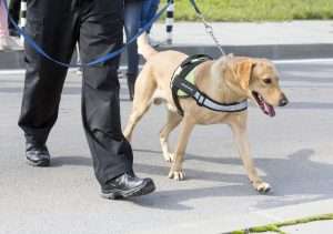Security dog units from Clearway