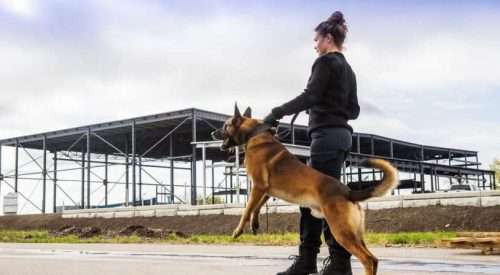 A female K-9 security professional with a Belgian Malinois on guard.
