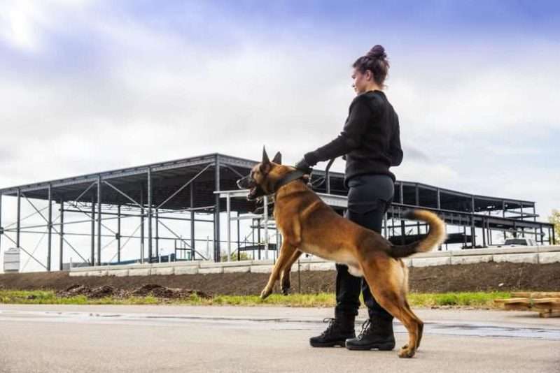 How are Sniffer Dogs and Security Dogs Trained To Find Drugs?