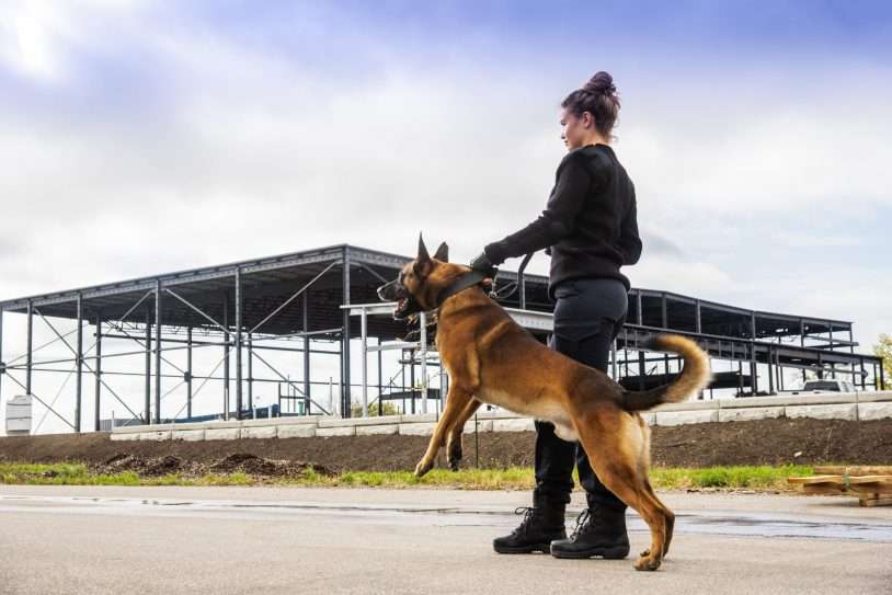 How are Sniffer Dogs and Security Dogs Trained To Find Drugs?