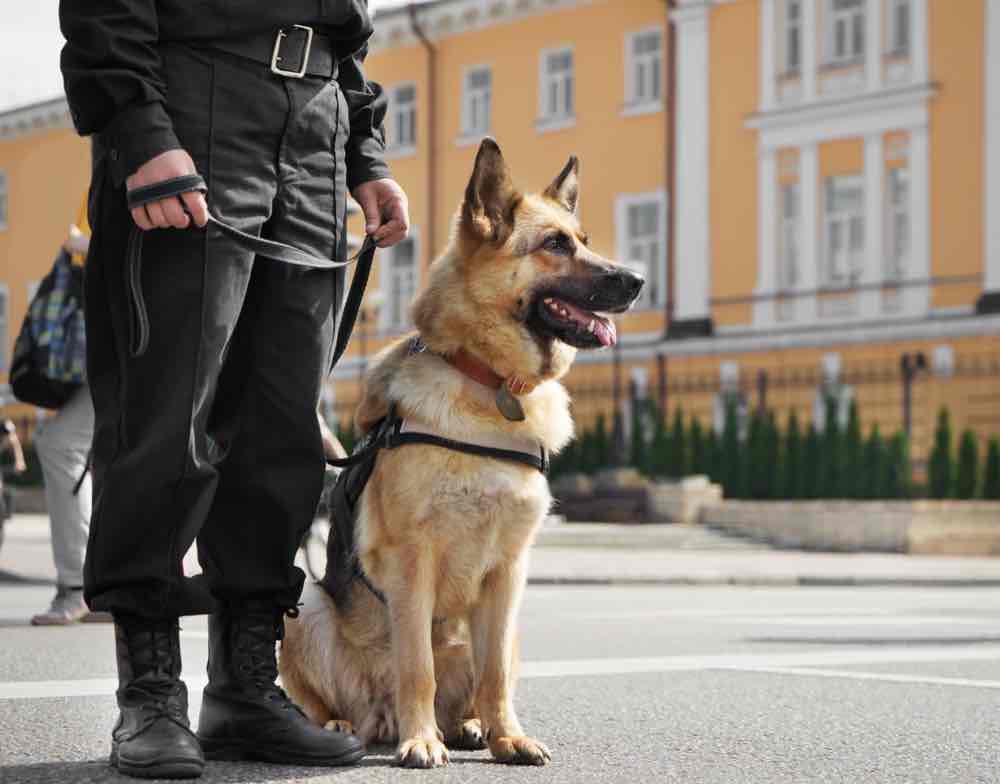 dogs for property protection