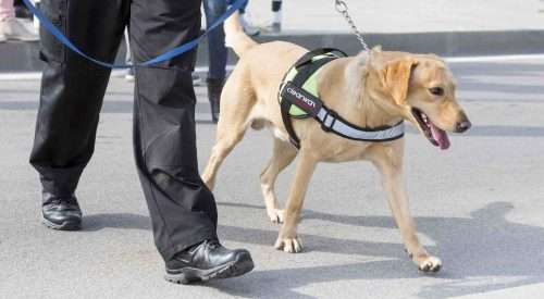 Clearway Security Guard Dogs