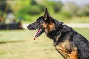 how are security dogs trained