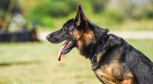 how are security dogs trained